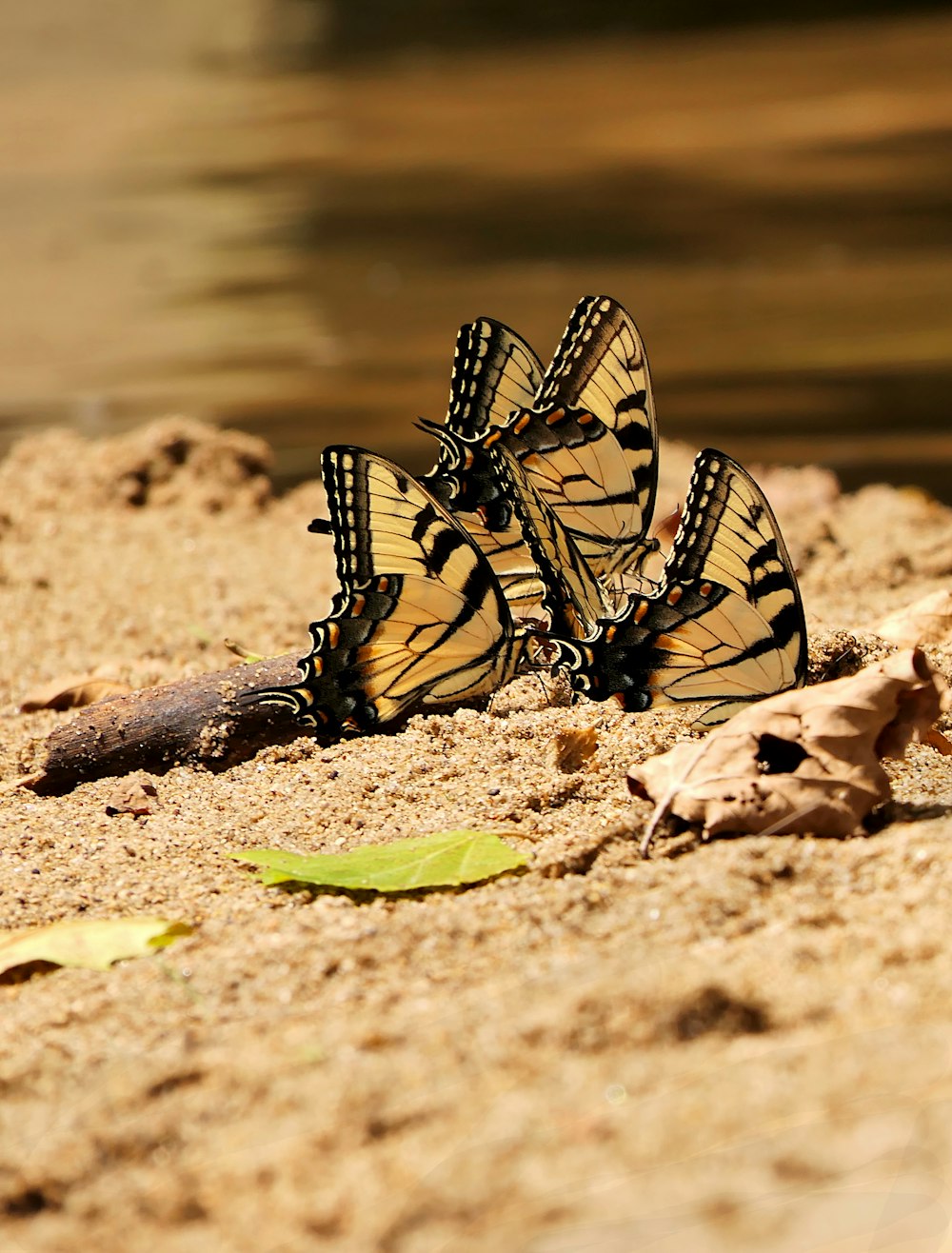 un grupo de mariposas sentadas en la cima de una playa de arena