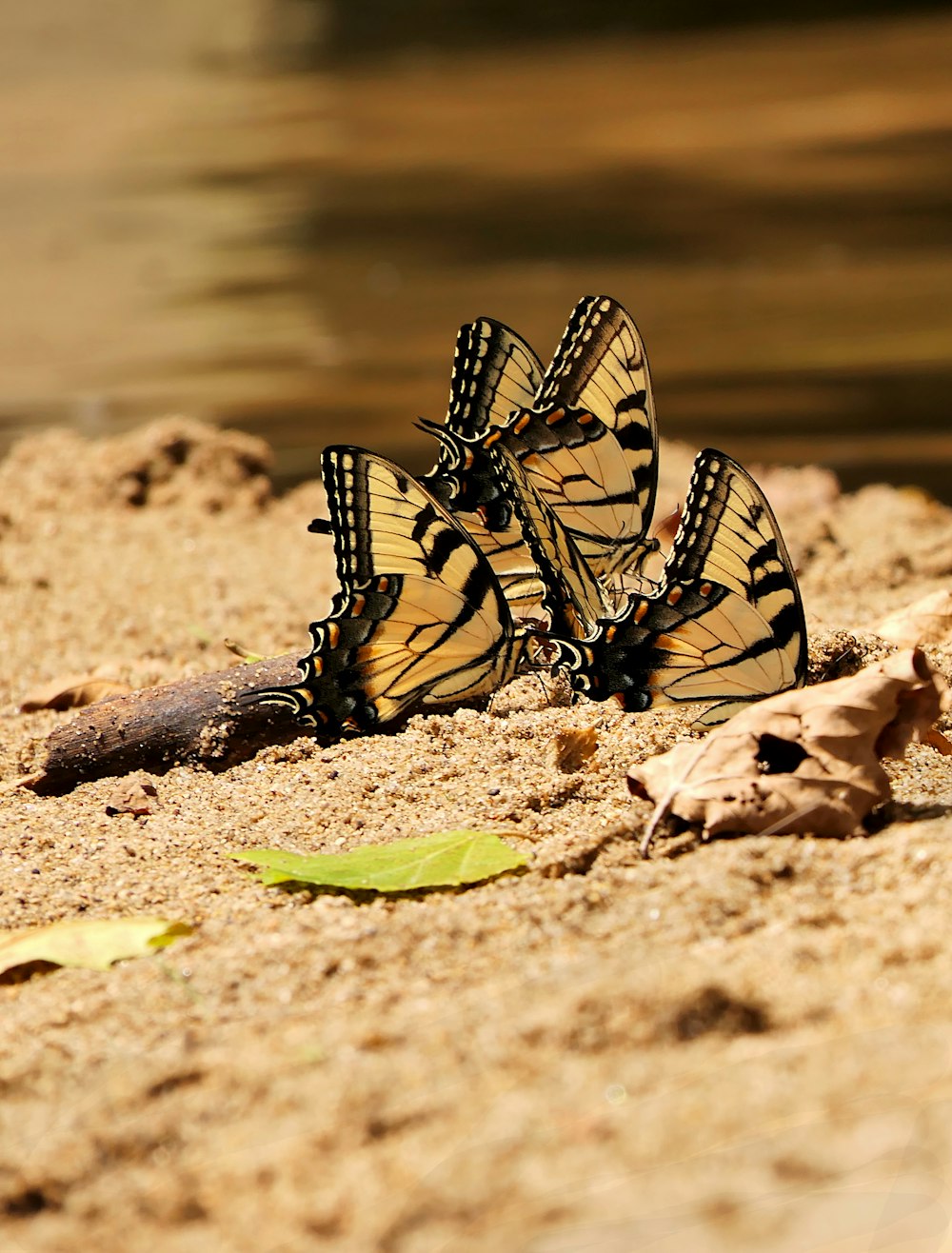 a group of butterflies sitting on top of a sandy beach