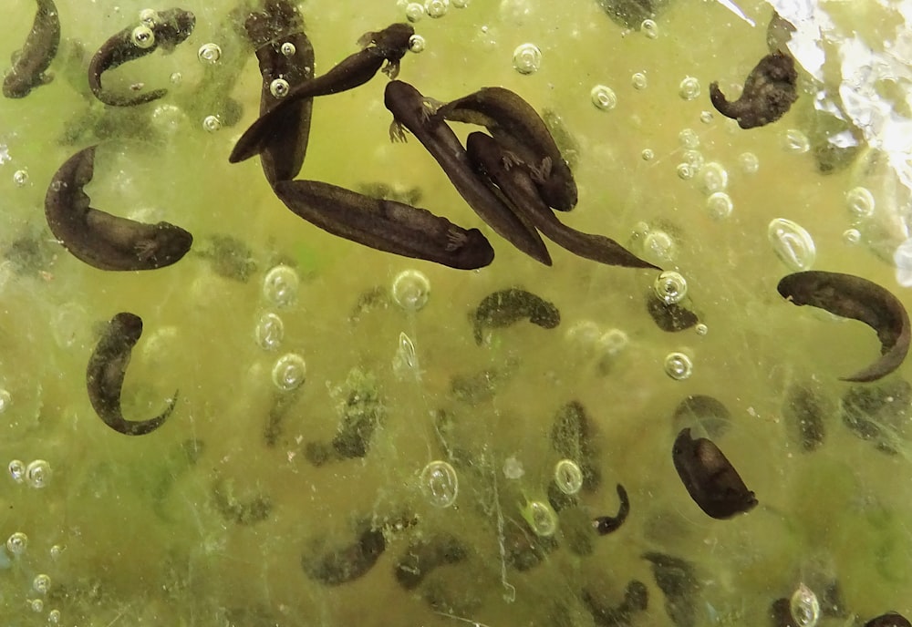 um grupo de peixes nadando em um corpo de água