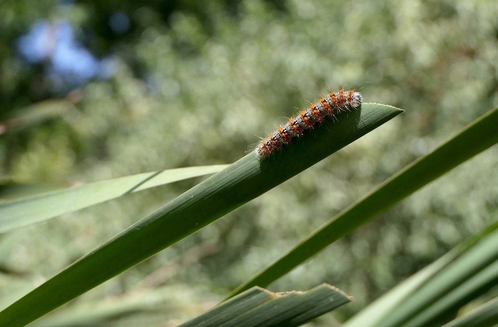 a close up of a caterpillar on a leaf