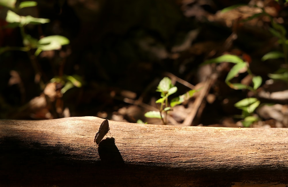 a close up of a piece of wood on the ground