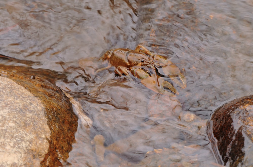 a crab sitting on top of a rock in a river