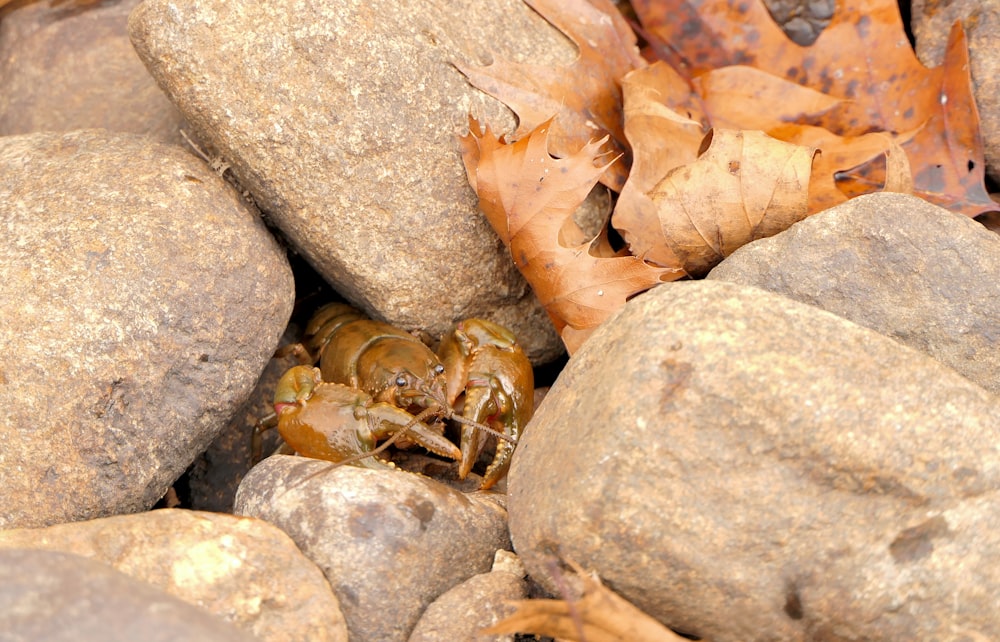 a close up of a spider on some rocks