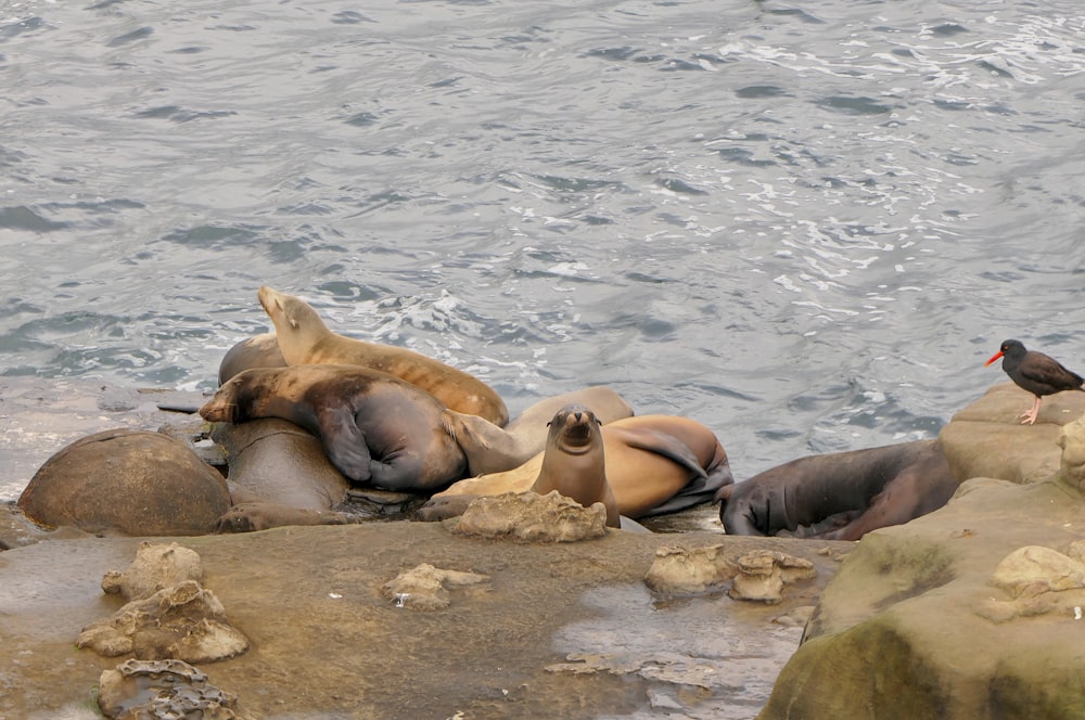 a flock of sea lions resting on rocks next to the water