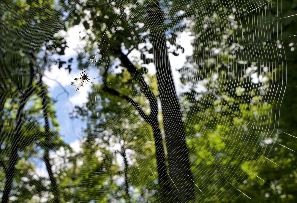 a spider web in the middle of a forest