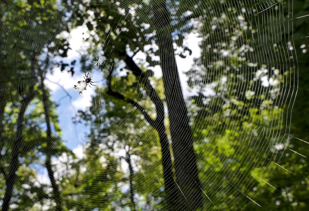 una tela de araña en medio de un bosque