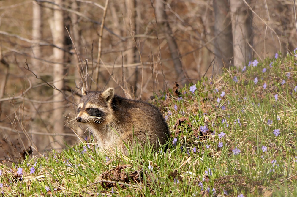 a raccoon standing in a field of grass and flowers
