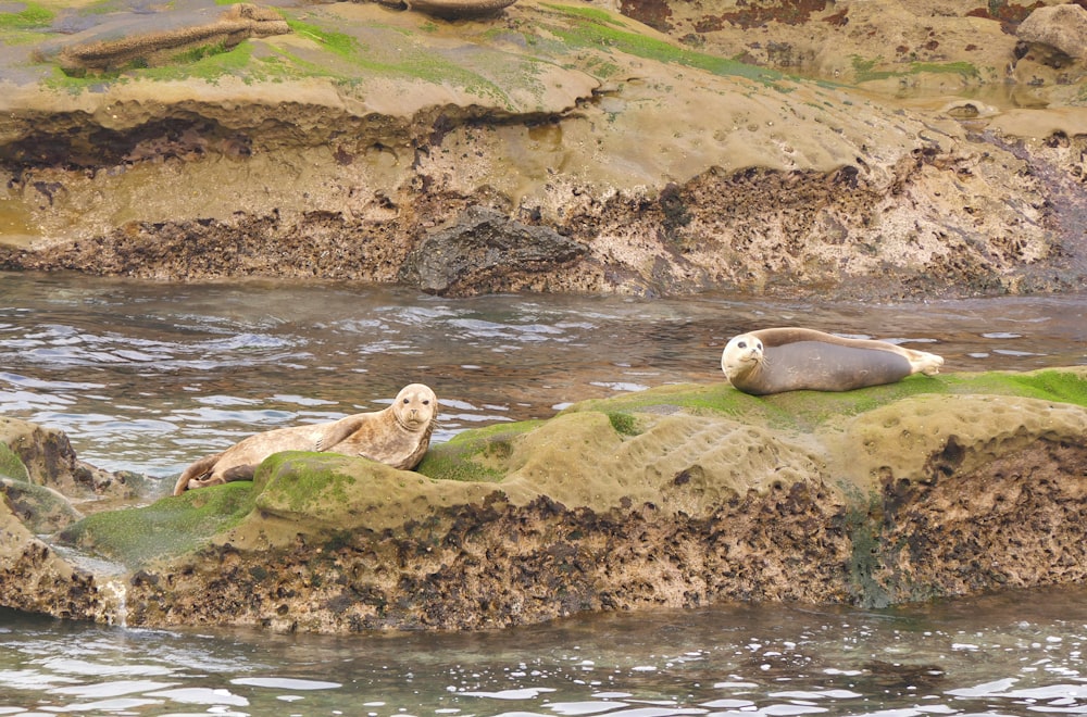 a couple of animals that are sitting on some rocks