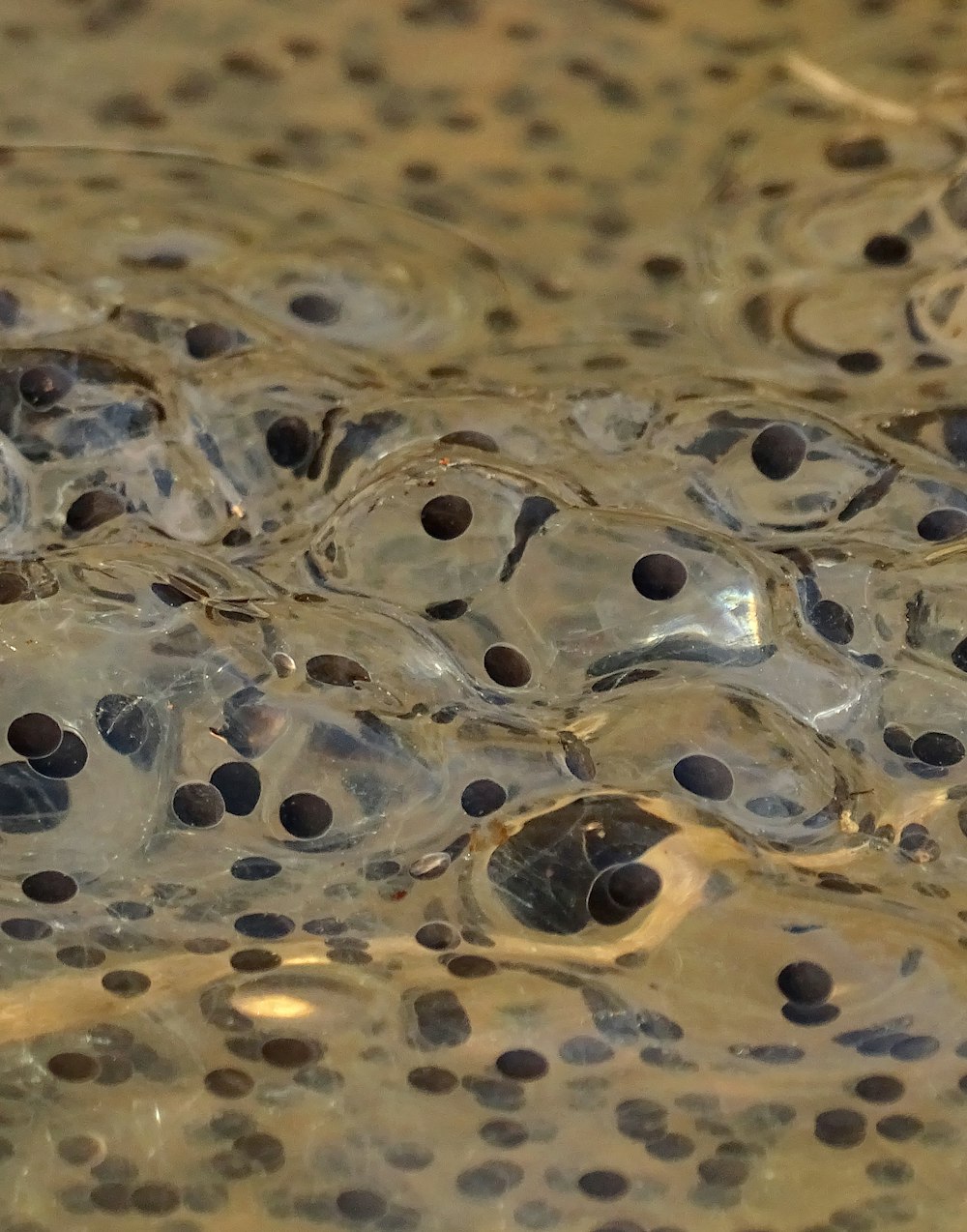 a close up view of a liquid filled with bubbles