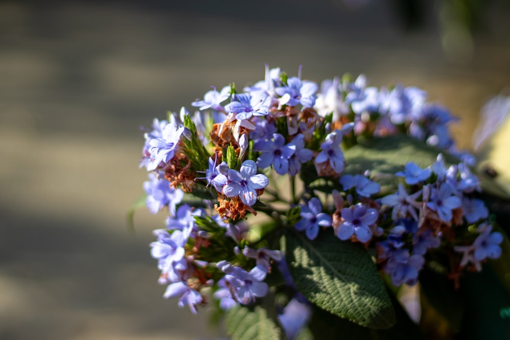 a close up of a bunch of blue flowers