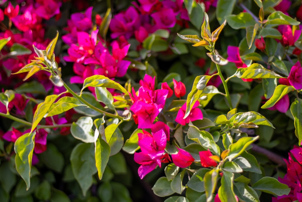 a bunch of flowers that are in the grass