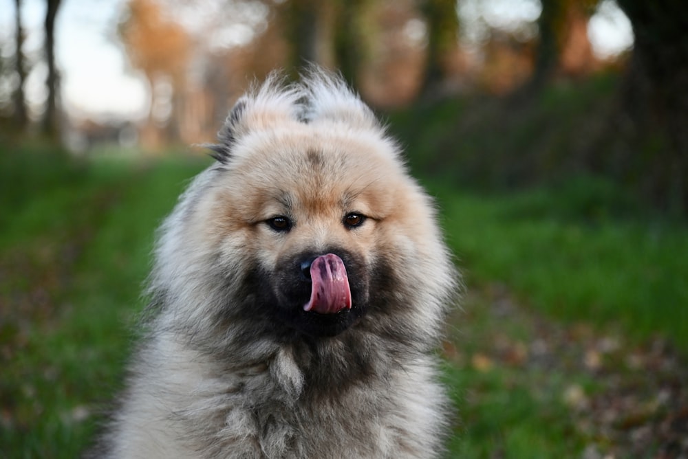 a fluffy dog with its tongue hanging out