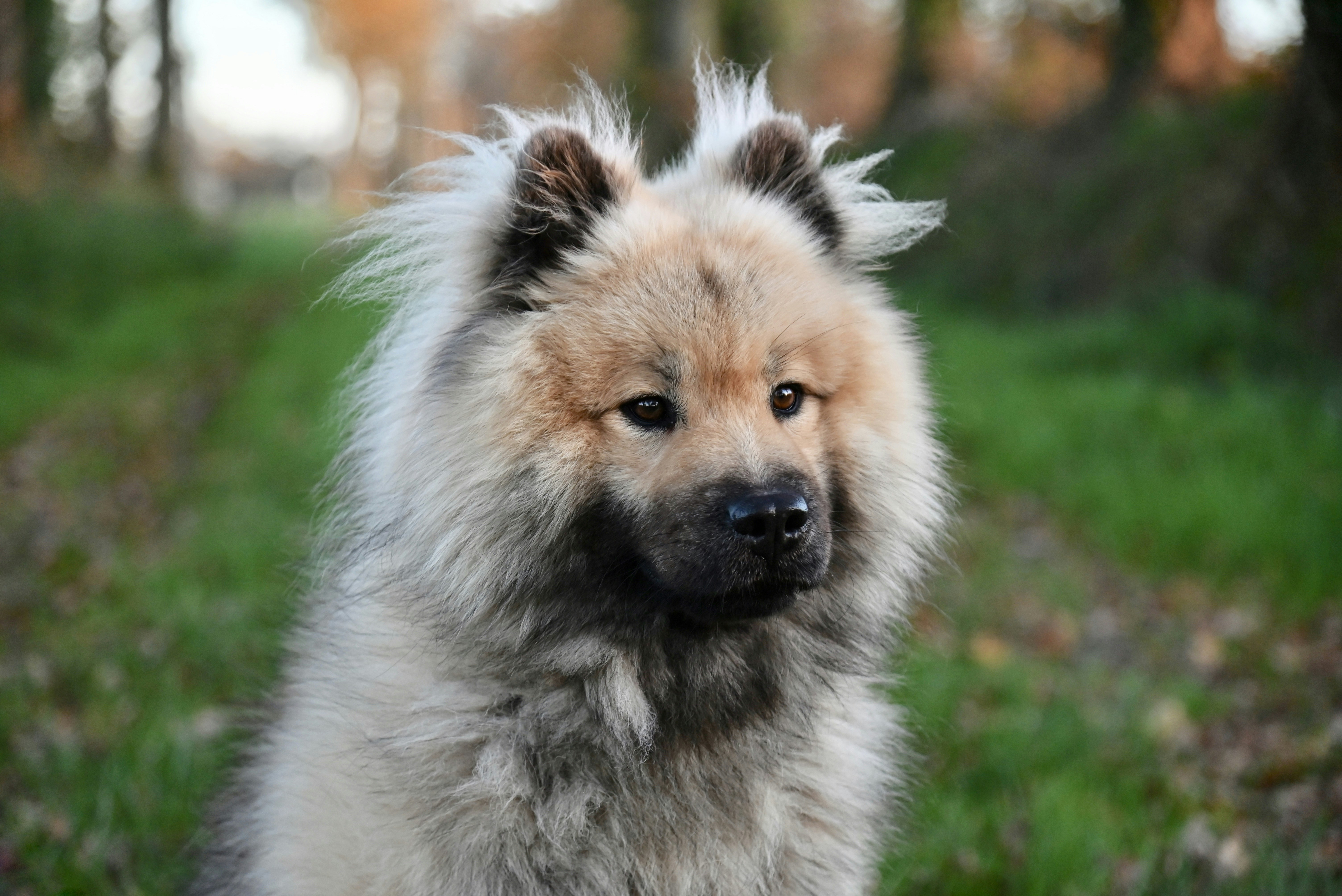 a dog that is standing in the grass