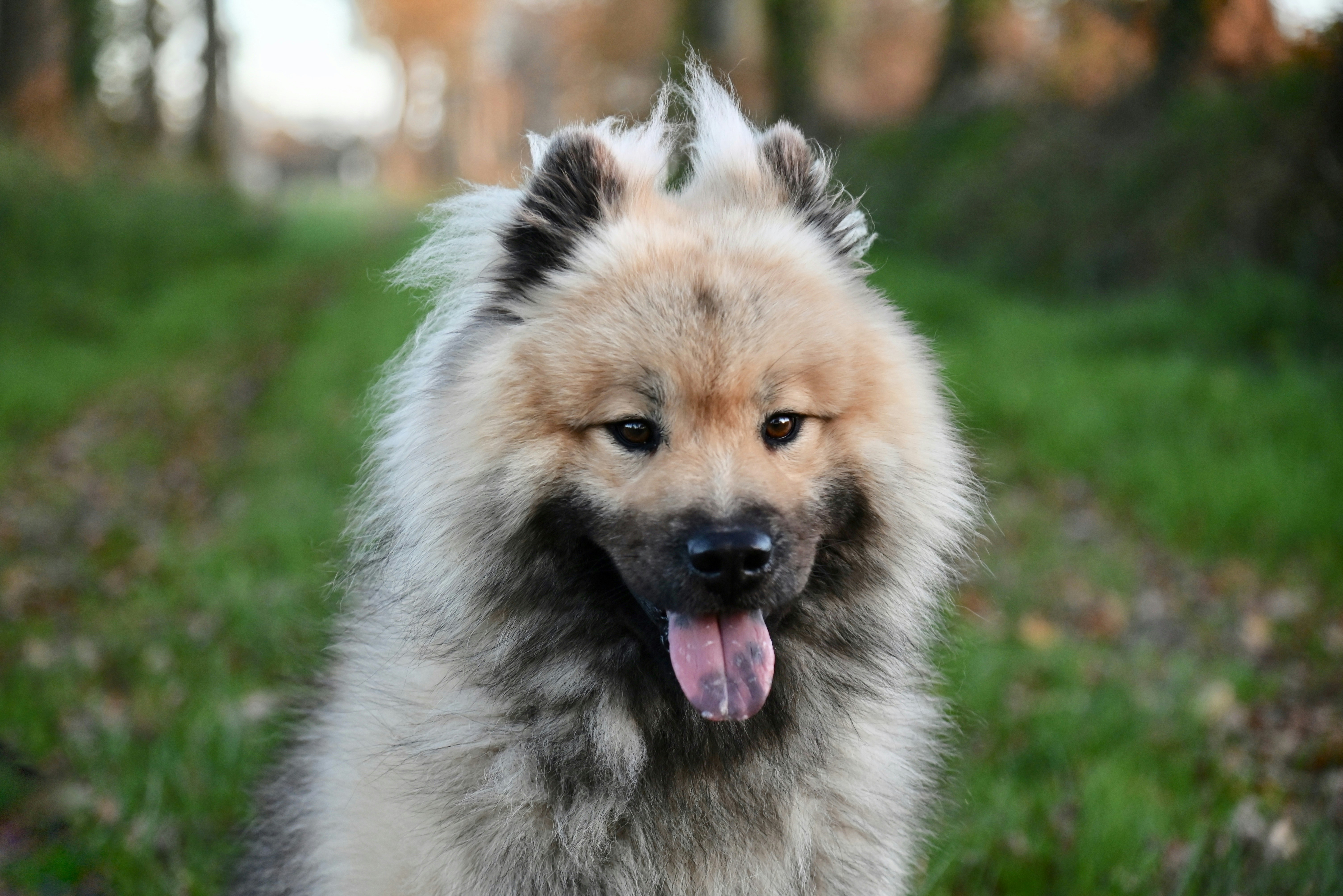 a fluffy dog is standing in the grass