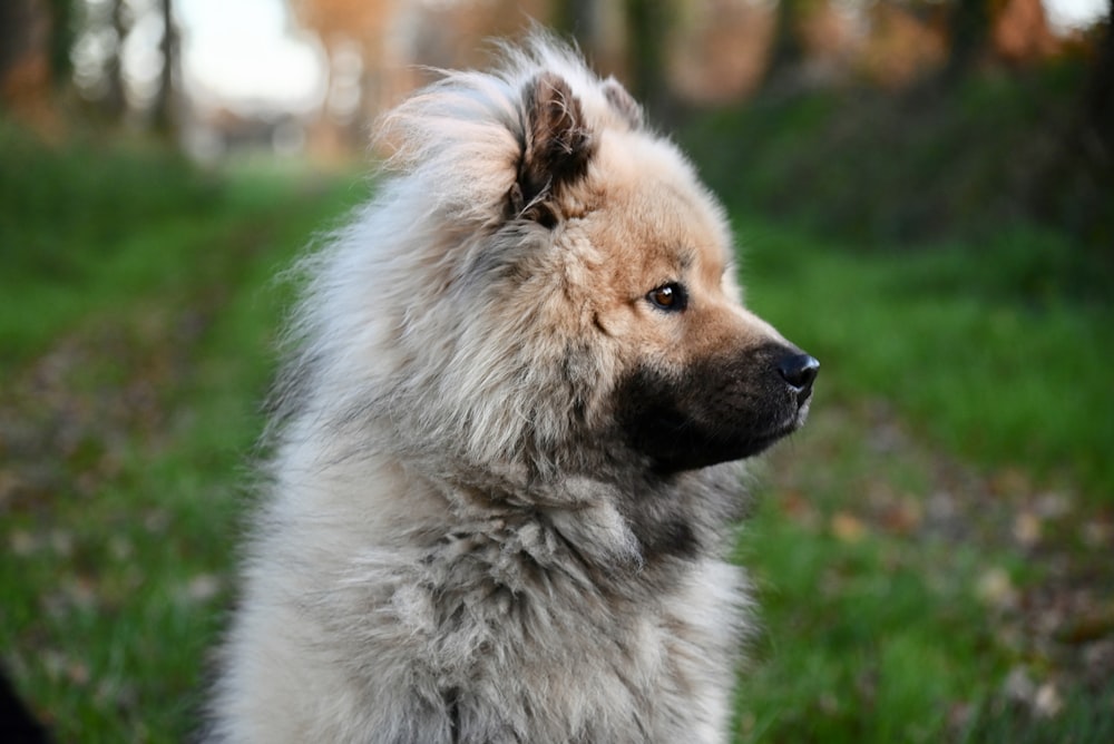 a fluffy dog sitting in the grass looking off into the distance