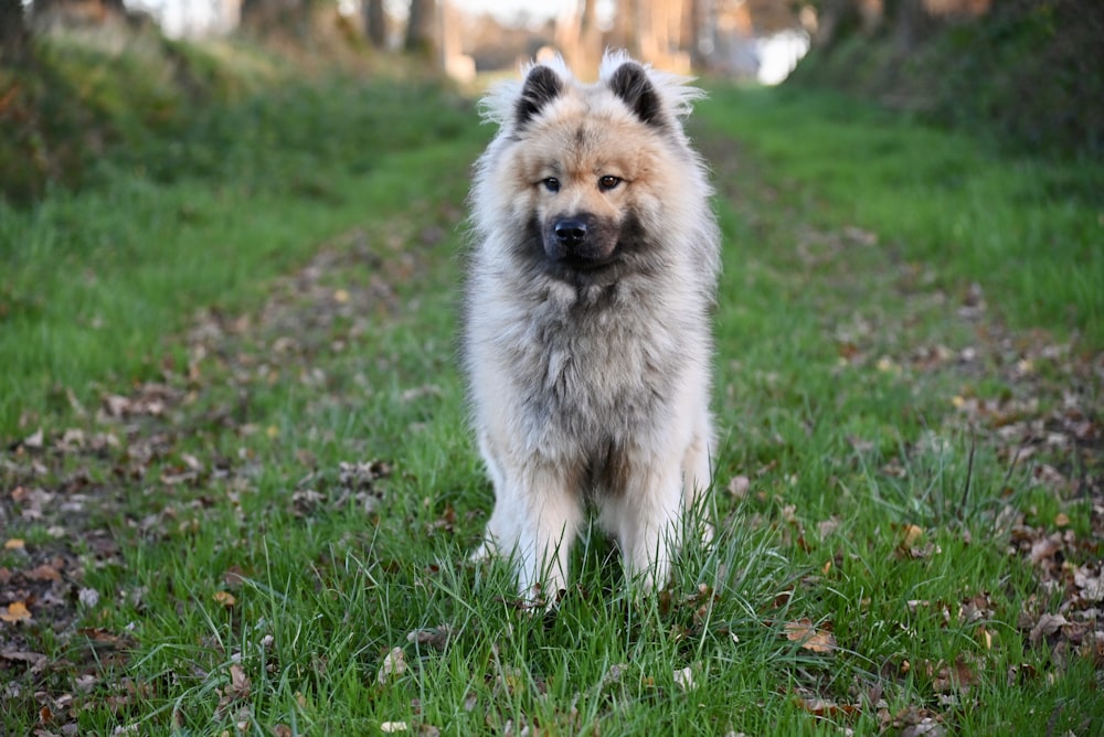 a fluffy dog standing on top of a lush green field