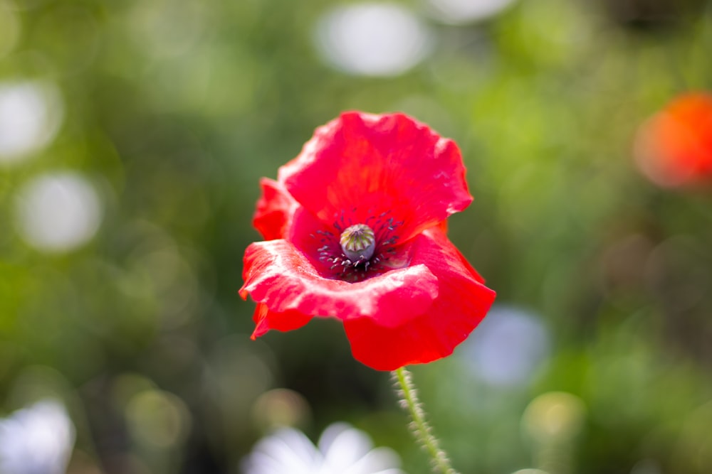 a close up of a red flower with blurry background