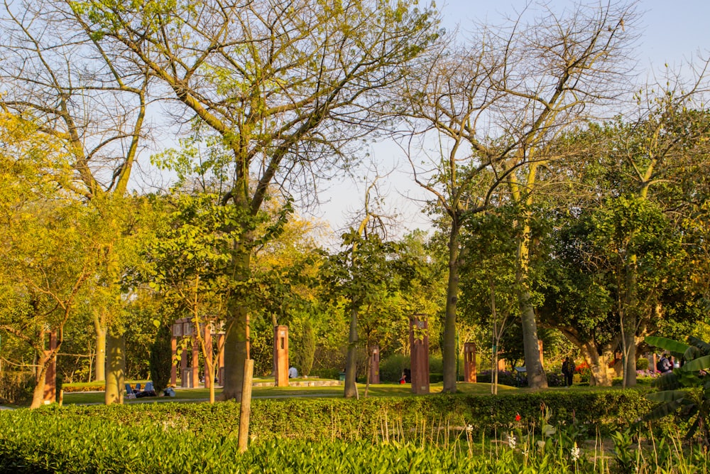 a park filled with lots of green trees