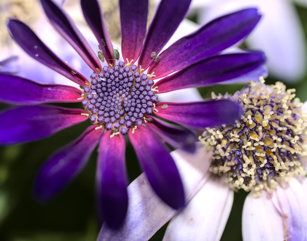 a close up of a purple and white flower