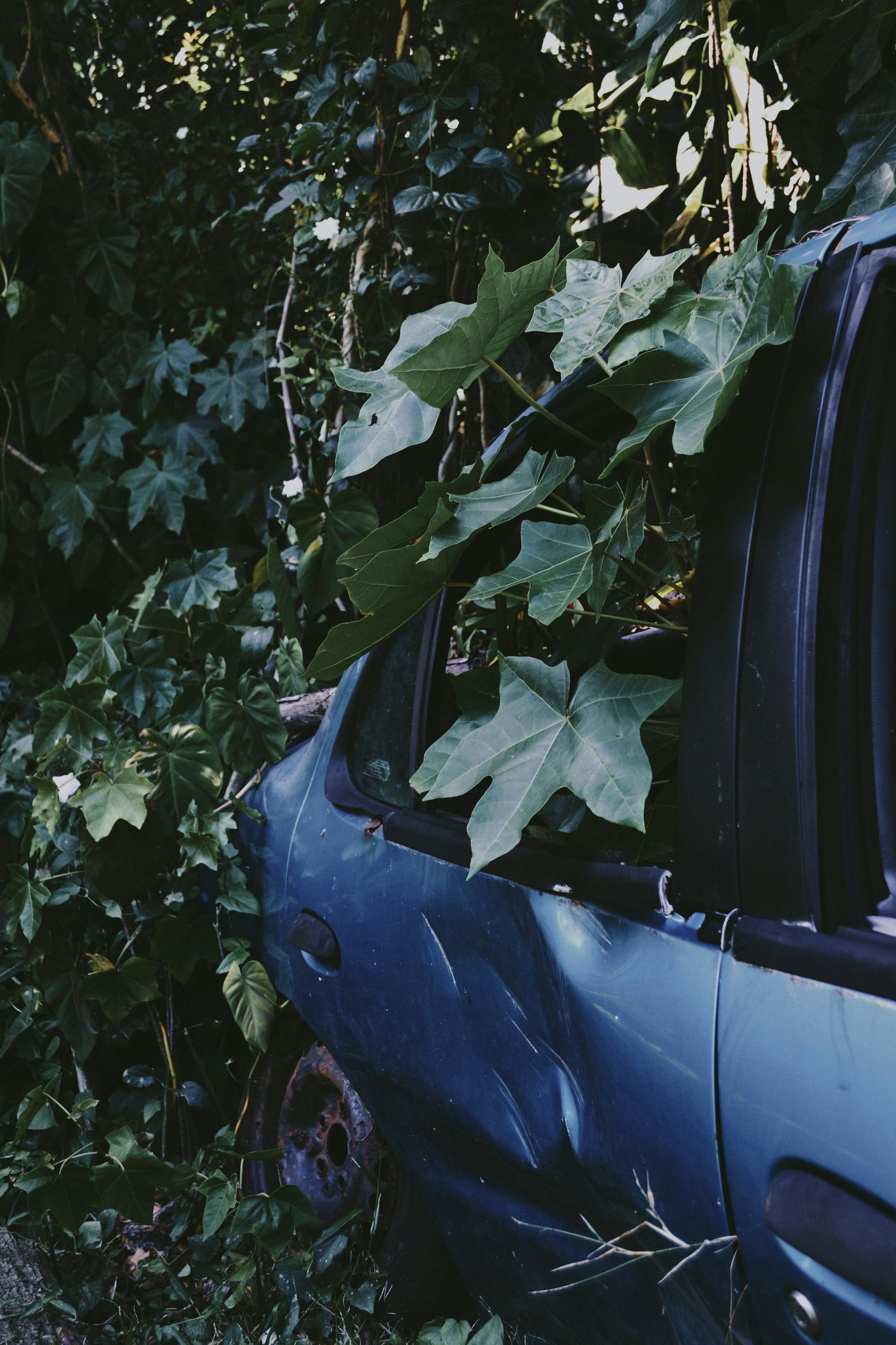 Photo by anivardiero