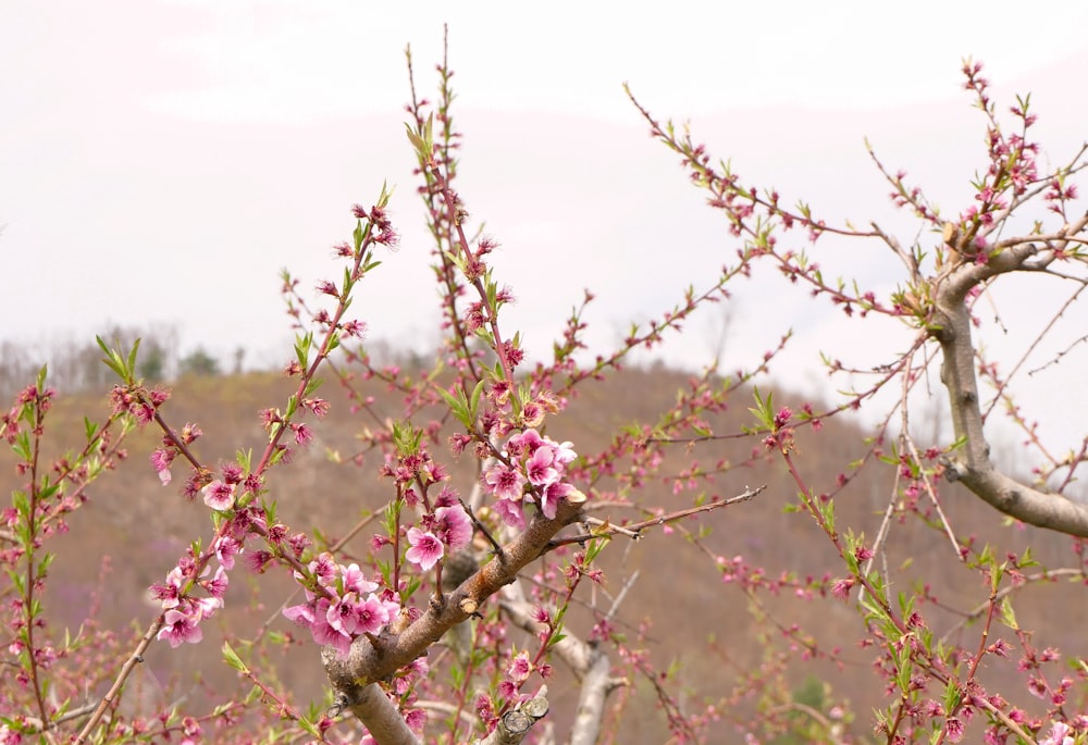 a tree with pink flowers in a field