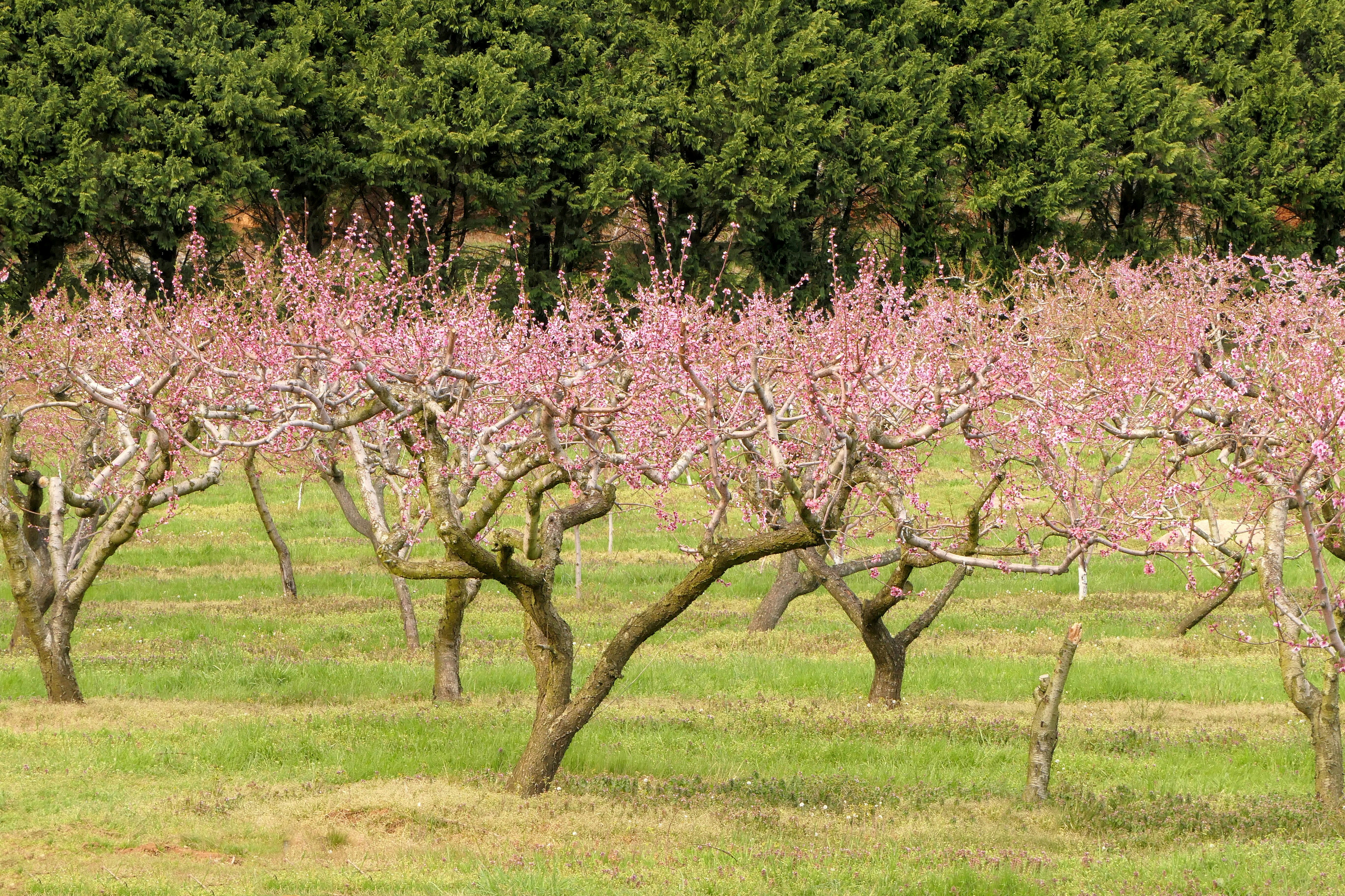 Spring apple orchard