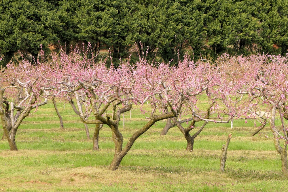 um campo cheio de árvores com flores cor-de-rosa