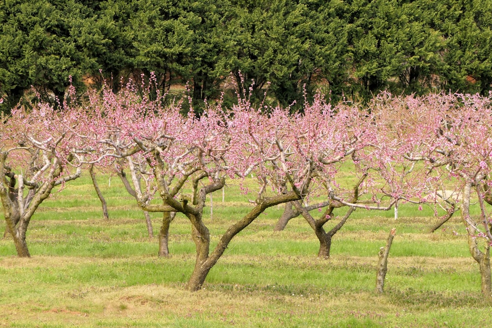 a field full of trees with pink flowers