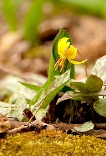 a small yellow flower sitting on top of a lush green field