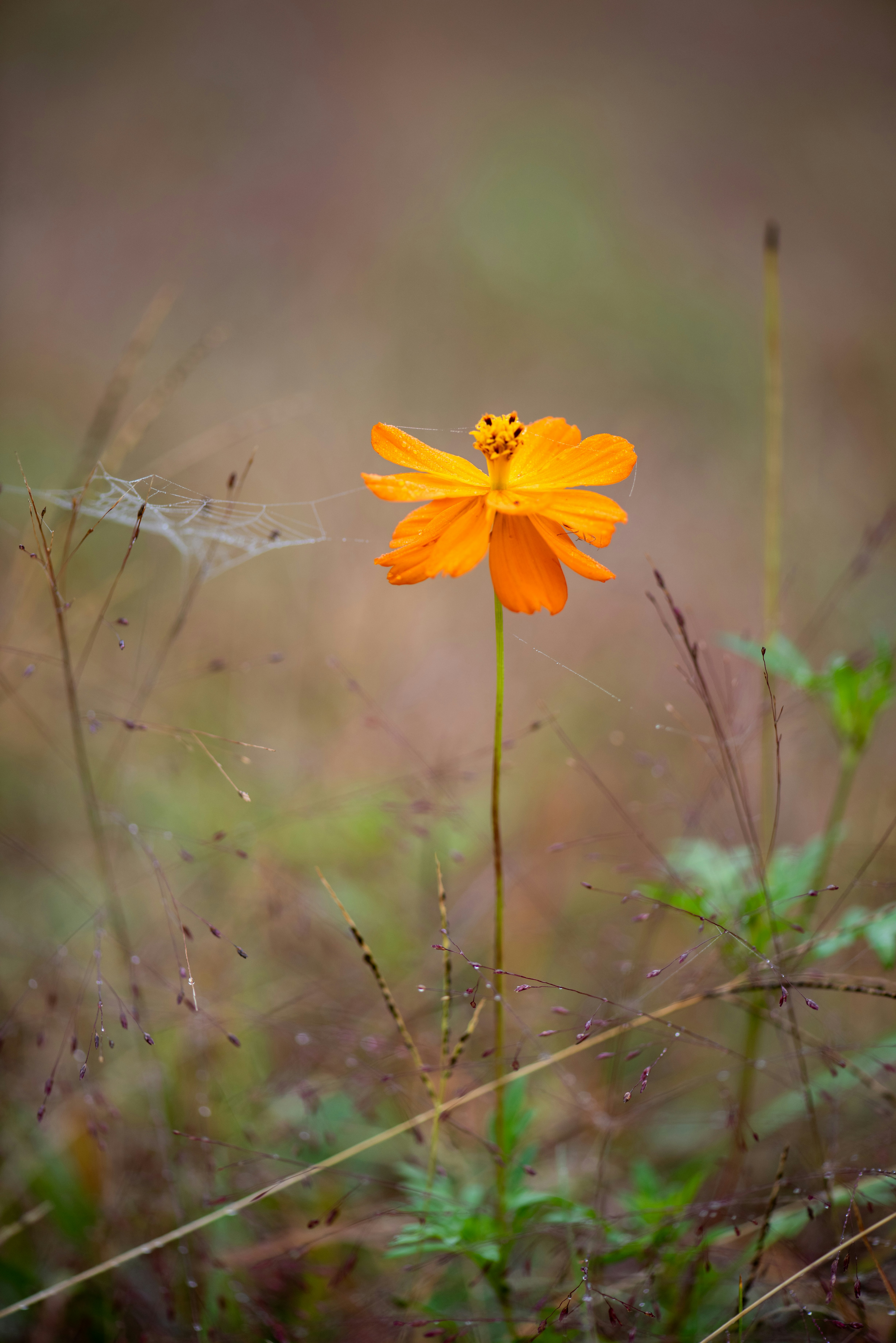 A single yellow flower in the middle of a field photo – Free Wildflower ...