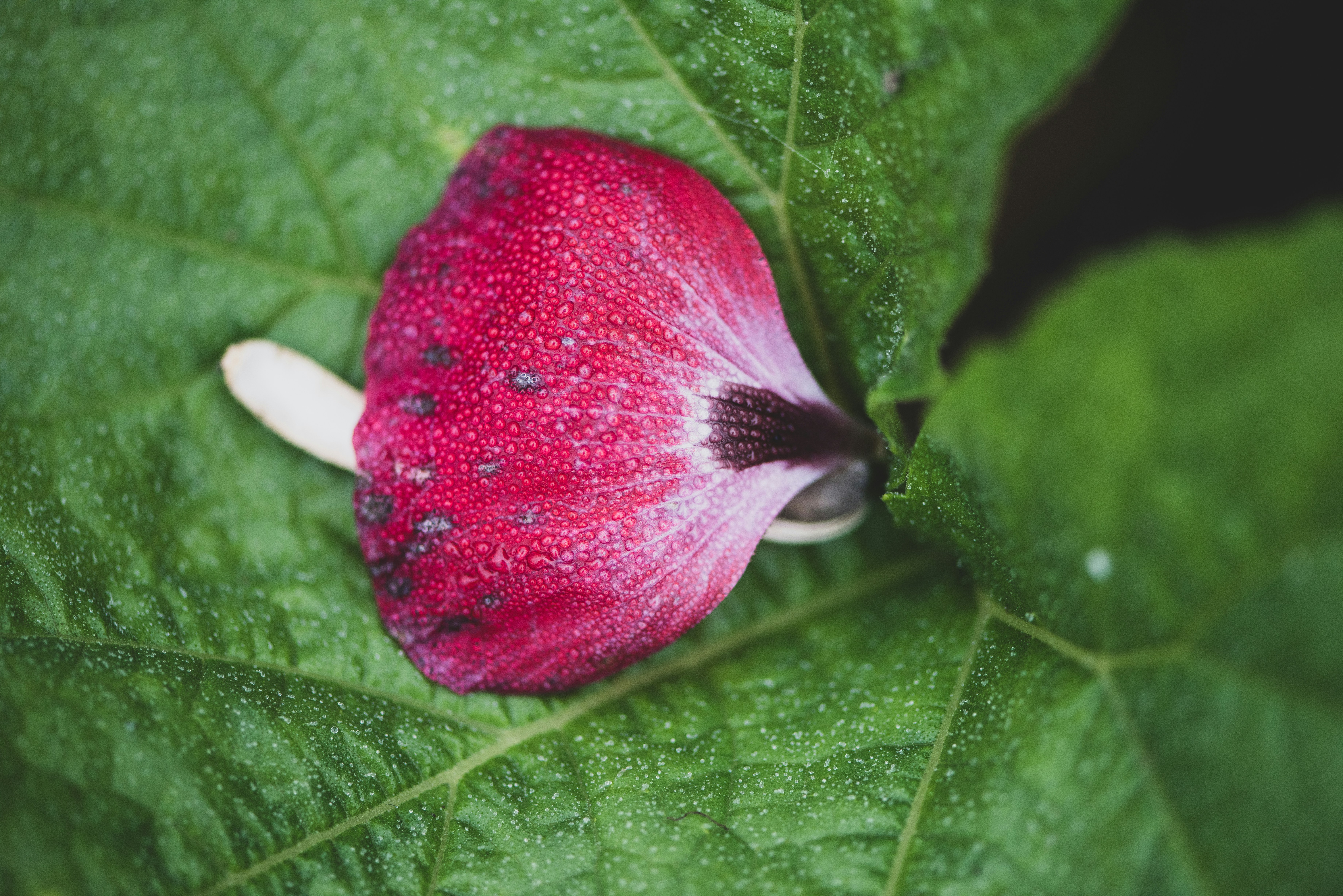 a red flower that is on a green leaf