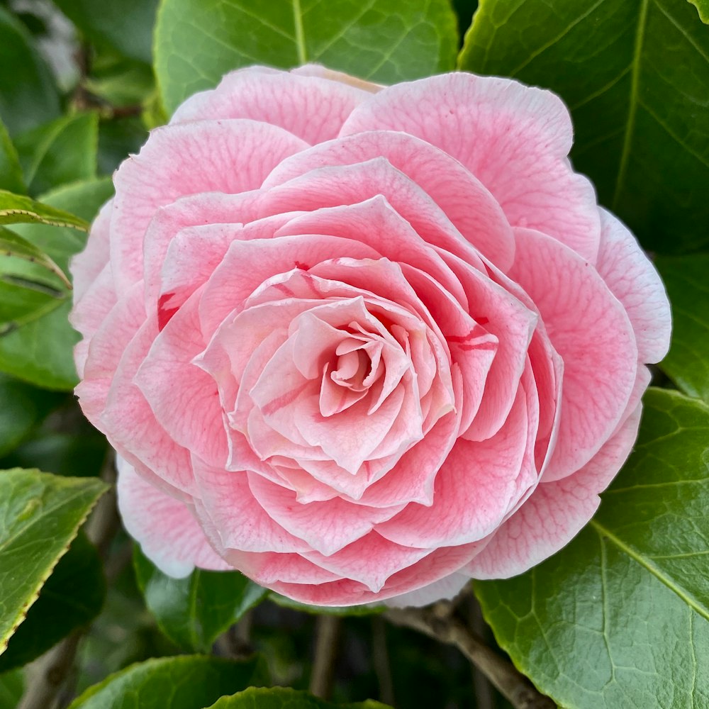 a pink flower with green leaves around it