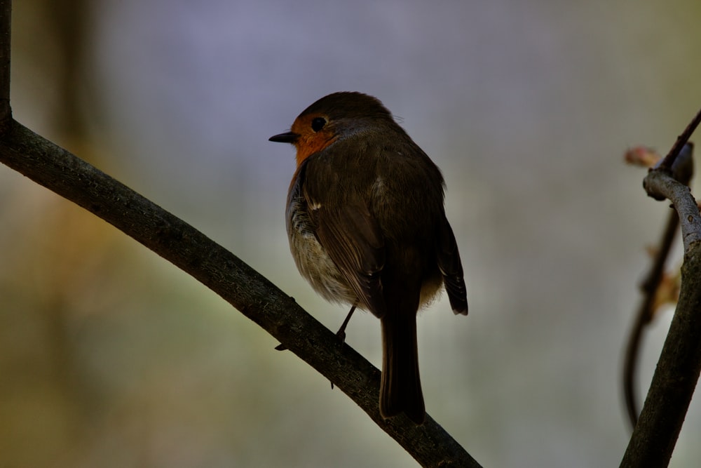 a small bird perched on a tree branch