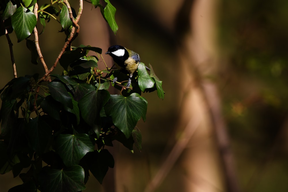 a small bird perched on top of a tree branch