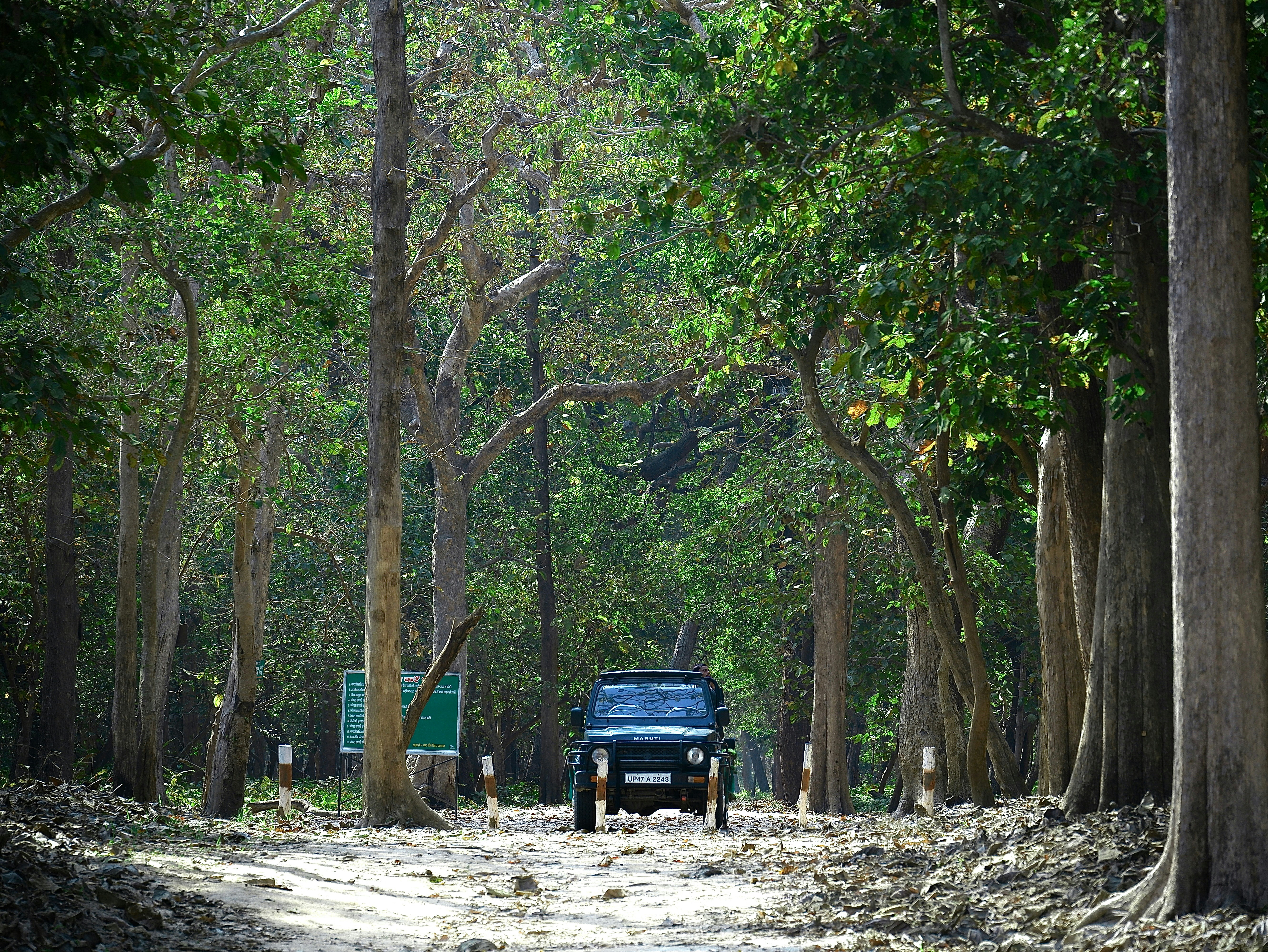 a truck driving down a dirt road surrounded by trees