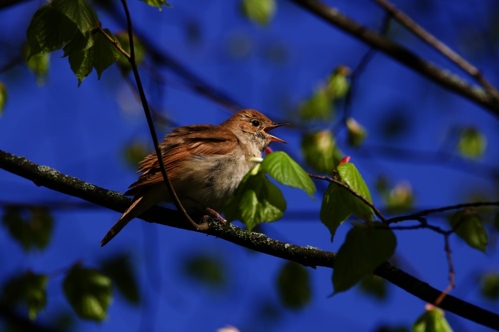 a small bird sitting on a branch of a tree