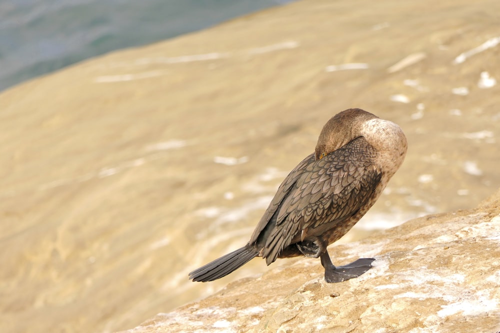 a bird sitting on a rock next to the ocean