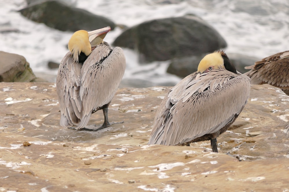 three pelicans standing on a rock near the ocean