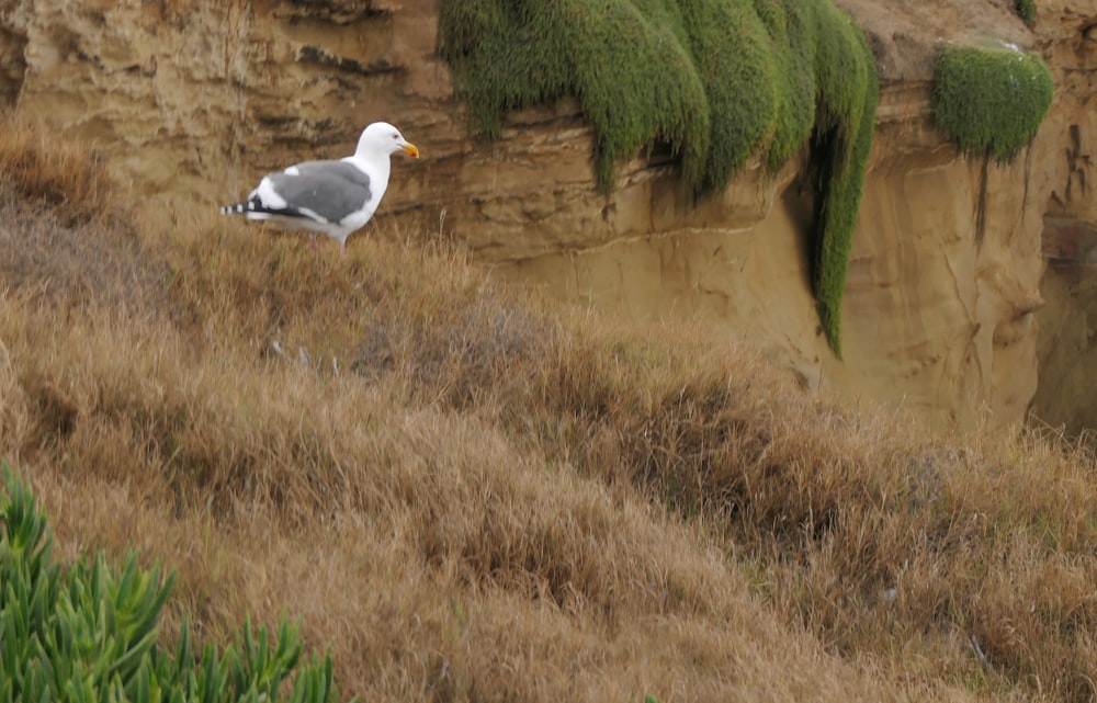 Eine Möwe steht auf einem grasbewachsenen Hügel