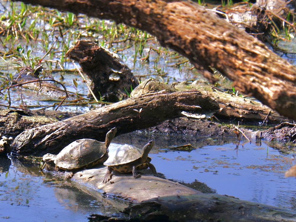 a group of turtles sitting on top of a log in the water