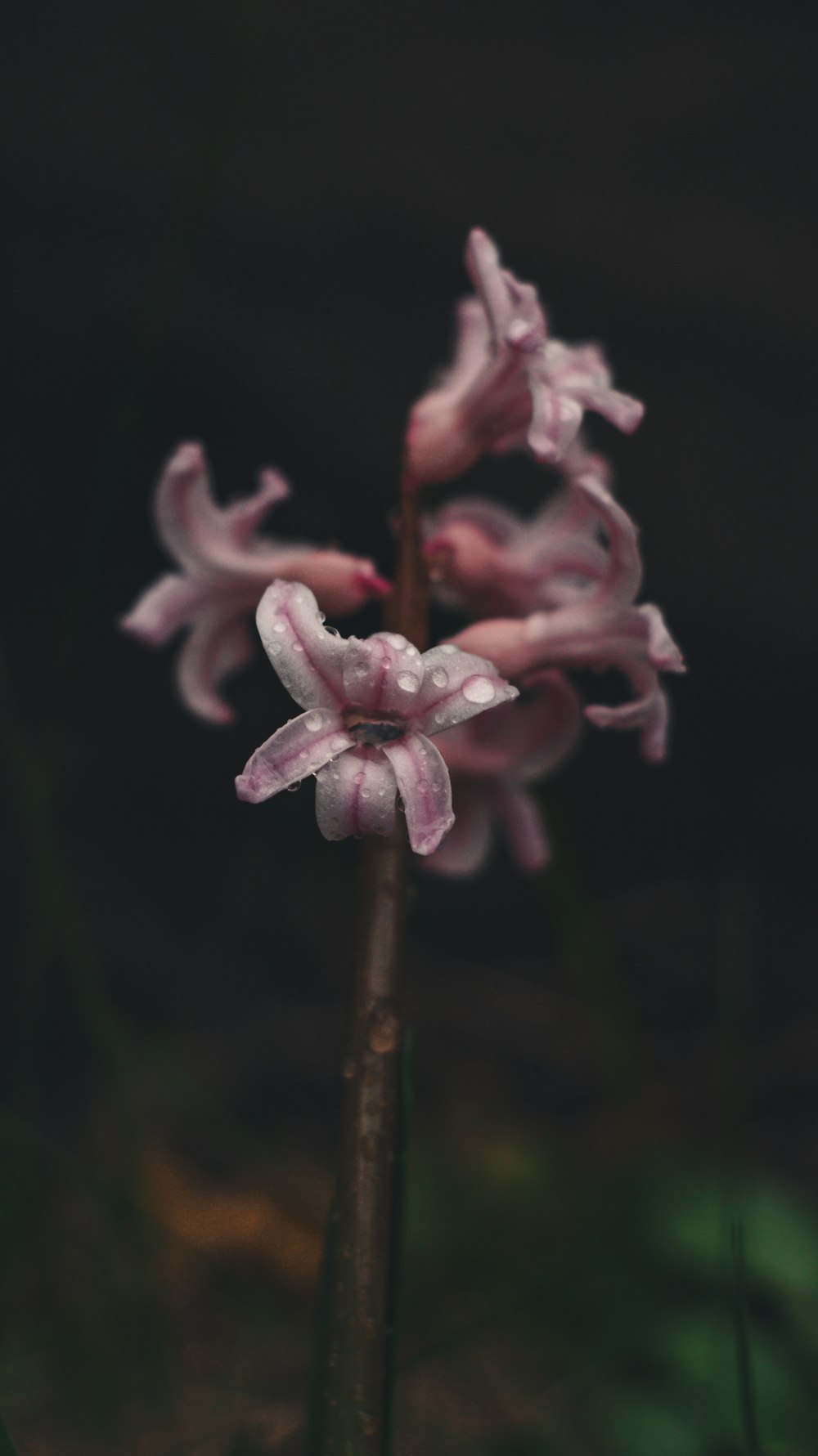 a close up of a flower with a blurry background