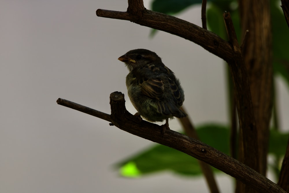 a small bird sitting on a branch of a tree