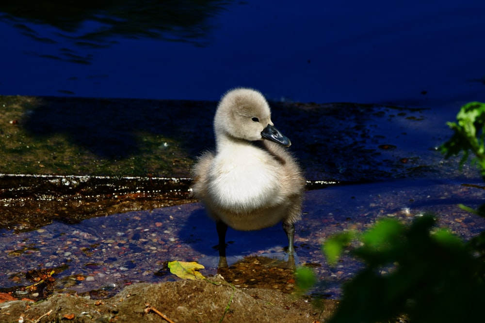 a duck is standing on the edge of a body of water