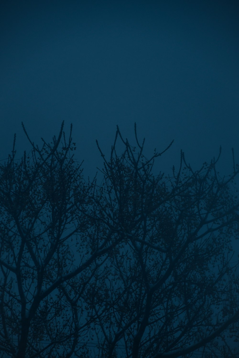 a tree is silhouetted against a dark blue sky