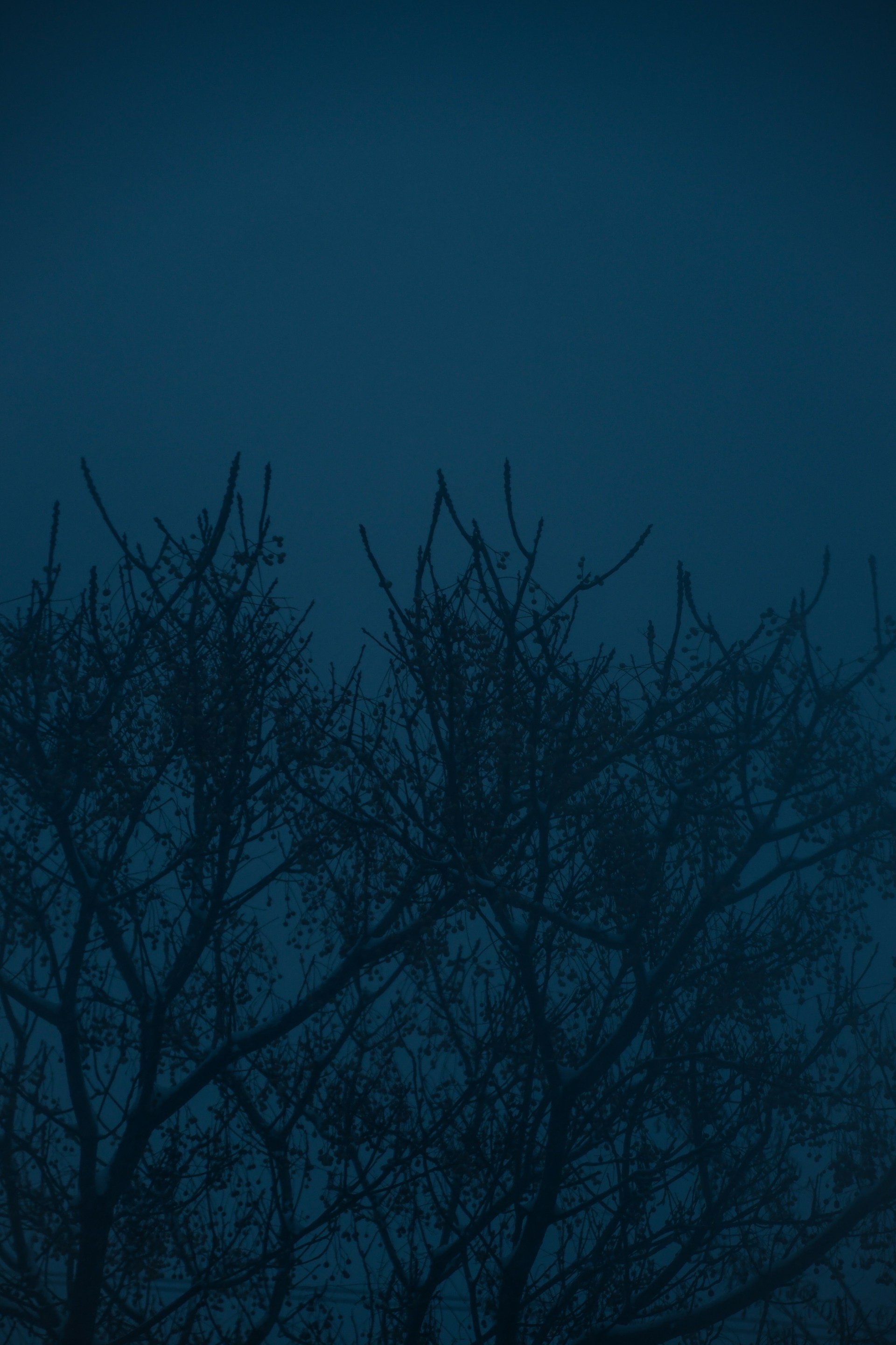 a tree is silhouetted against a dark blue sky