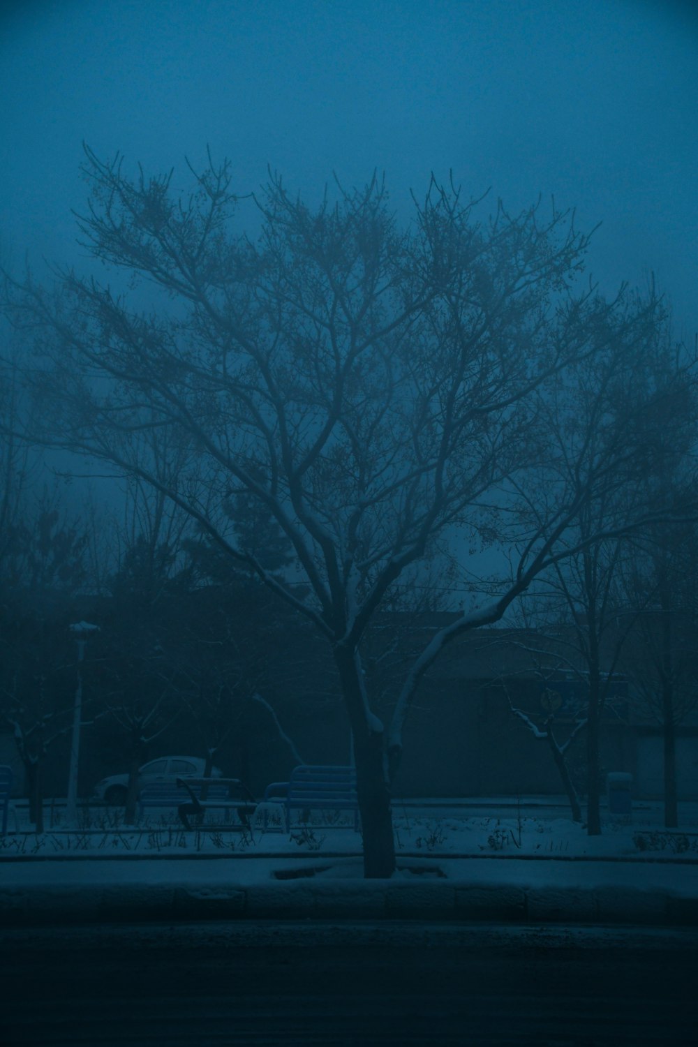 a tree with no leaves in the snow