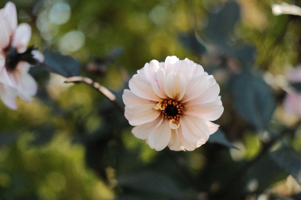 a white flower with a yellow center surrounded by green leaves