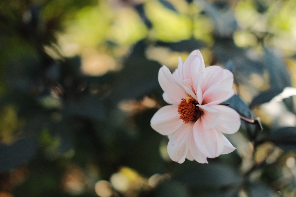 a pink flower is blooming on a tree branch