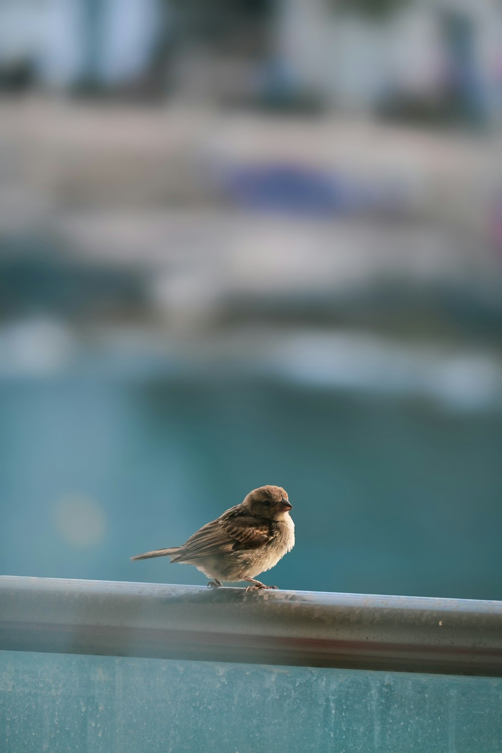 un pequeño pájaro marrón sentado en una barandilla