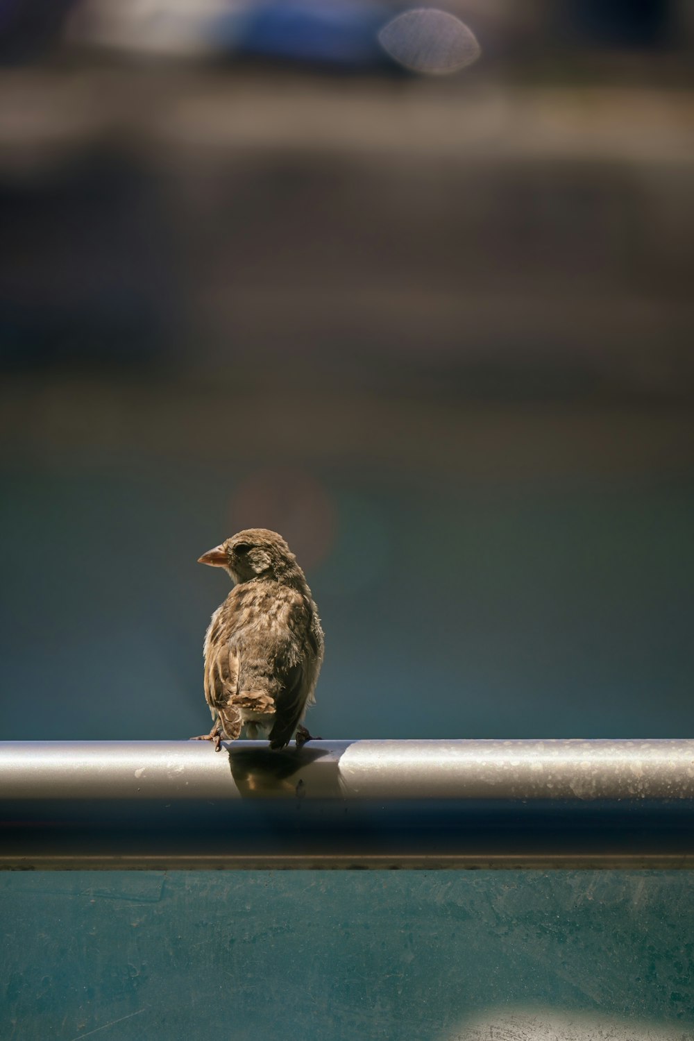 a small bird sitting on top of a metal rail